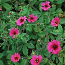 Сорт «Рон Макбет» (Potentilla nepalensis 'Ron Mcbeath')