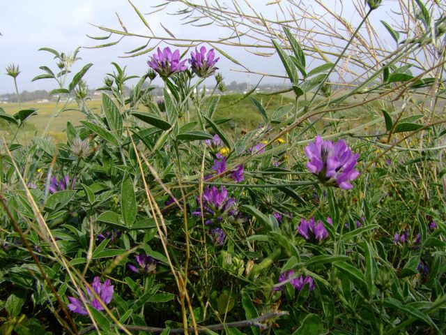 Псоралея лещинолистная, или бабчи (Psoralea corylifolia) Псоралея лещинолистная, или бабчи (Psoralea corylifolia)