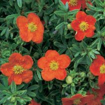 С оранжево-красными цветками сорт «Ред Иссима» (Potentilla fruticosa 'Red ISSIMA') С оранжево-красными цветками сорт «Ред Иссима» (Potentilla fruticosa 'Red ISSIMA')
