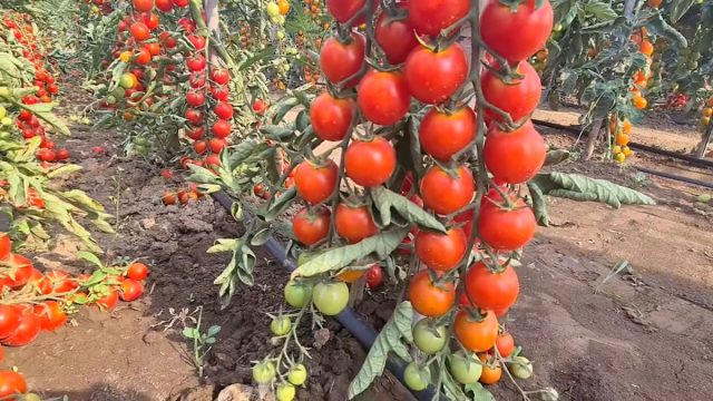 У сорта «Дачное лакомство» плоды насыщенно красные