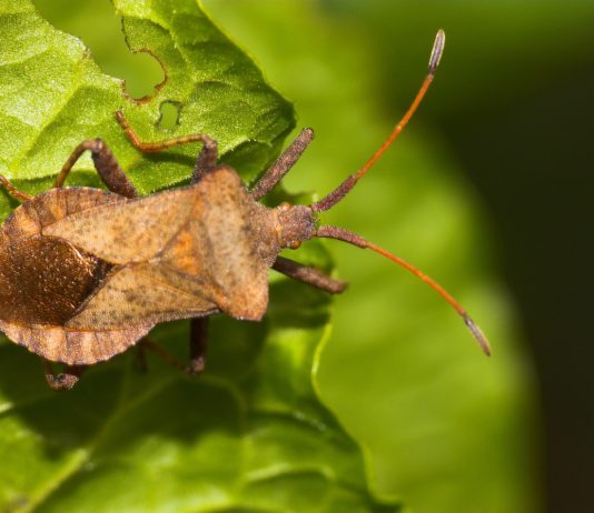 Сквош-клоп – опасность для семейства Тыквенных