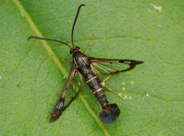 Наиболее распиаренной является смородиновая стеклянница (Synanthedon tipuliformis), о ней, как правило, знают все, кто выращивает смородину Наиболее распиаренной является смородиновая стеклянница (Synanthedon tipuliformis), о ней, как правило, знают все, кто выращивает смородину