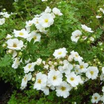 Белый сорт «Сноубёрд» (Potentilla fruticosa 'Snowbird') Белый сорт «Сноубёрд» (Potentilla fruticosa 'Snowbird')