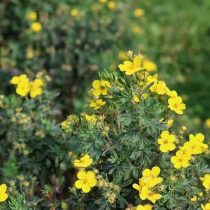 С желто-оражевыми цветками «Солар Иссима» (Potentilla fruticosa 'Solar ISSIMA'). С желто-оражевыми цветками «Солар Иссима» (Potentilla fruticosa 'Solar ISSIMA').