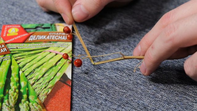 Аспарагус относится к двудомных культурам – у этой культуры существуют мужские кусты (с пыльцой) и женские, на которых созревают оранжевые ягоды с семенами