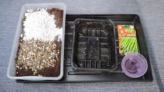 Грунт для рассады спаржи можно взять обычный универсальный, но желательно его немного улучшить внесением: биогумуса и разрыхлителями