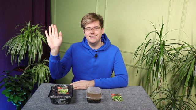 Спаржа — как правильно посеять на рассаду?