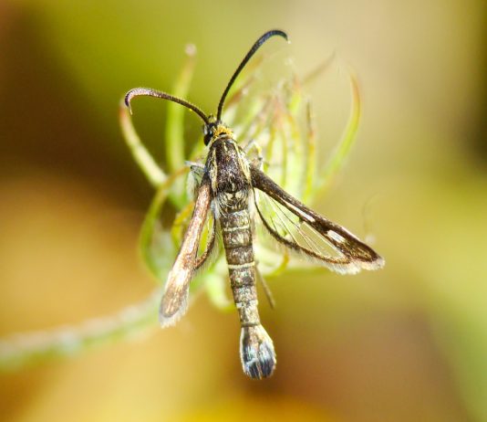 Стеклянницы — коварные вредители вашего сада - Животные Стеклянницы — коварные вредители вашего сада