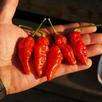 Слегка помятый в середине перец «Нага Морич»