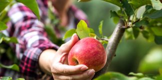 Урожай — как эффективнее хранить и уберечь от болезней?
