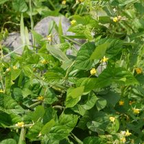 Фасоль золотистая или маш (Vigna radiata) Фасоль золотистая или маш (Vigna radiata)