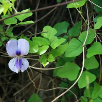 Вигна каупи (Vīgna unguiculata)