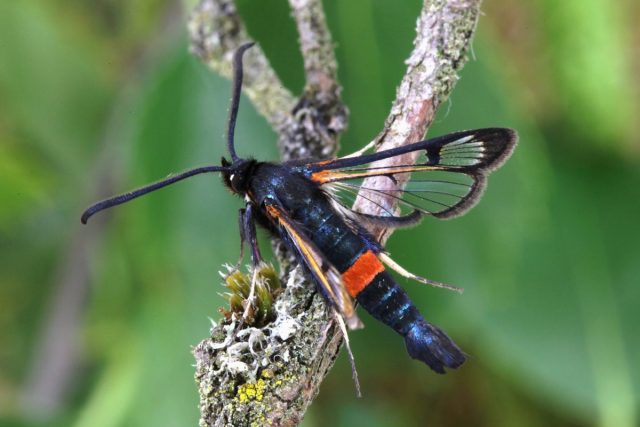 Менее известна яблонная стеклянница (Synanthedon myopaeformis), поскольку вредительство её обнаруживается только при спиле старых деревьев - личинки живут под корой, проделывают ходы в заболони Менее известна яблонная стеклянница (Synanthedon myopaeformis), поскольку вредительство её обнаруживается только при спиле старых деревьев - личинки живут под корой, проделывают ходы в заболони
