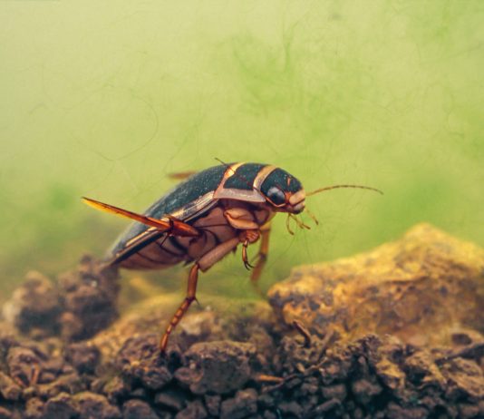 Жук-плавунец — как выглядит, где обитает и какой образ жизни ведёт?