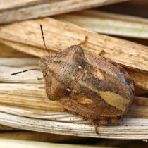 Вредная черепашка (Eurygaster integriceps) не пройдет мимо злаковых культур. Вредная черепашка (Eurygaster integriceps) не пройдет мимо злаковых культур.