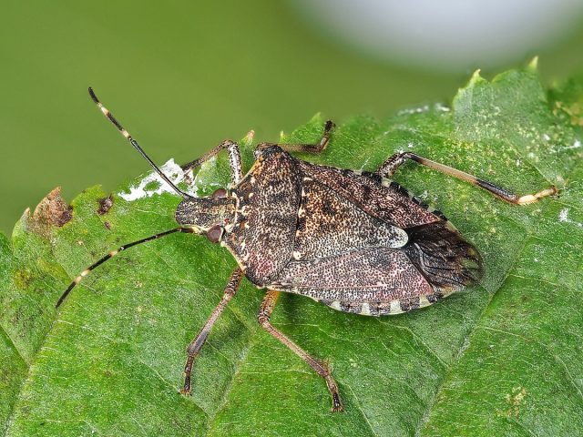 Коричнево-мраморный клоп (Halyomorpha halys Stal.) не прочь полакомиться виноградом, грушей и яблоней, кукурузой и фасолью, перцем и томатами. Коричнево-мраморный клоп (Halyomorpha halys Stal.) не прочь полакомиться виноградом, грушей и яблоней, кукурузой и фасолью, перцем и томатами.