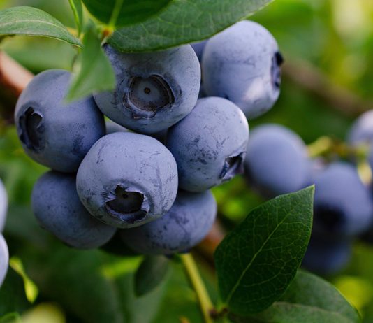 7 ошибок при посадке голубики - Ягодник 7 ошибок при посадке голубики