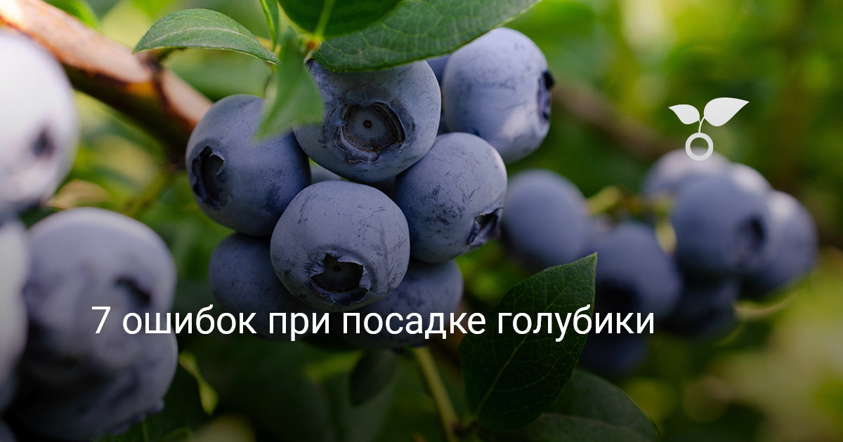 7 ошибок при посадке голубики — Ботаничка