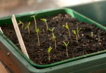 7 способов улучшить всхожесть и ускорить прорастание семян