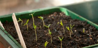 7 способов улучшить всхожесть и ускорить прорастание семян