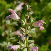 Шалфей одуванчиколистный (Salvia taraxacifolia)