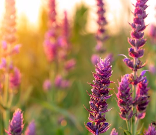 Шалфей: пряность, лекарство и элемент ландшафтного дизайна