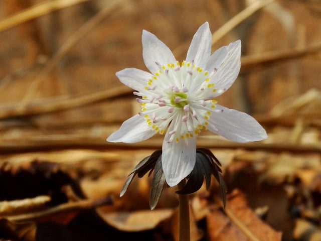 Стебли весенника звездчатого (Eranthis stellata) увенчаны красивым элегантным цветком