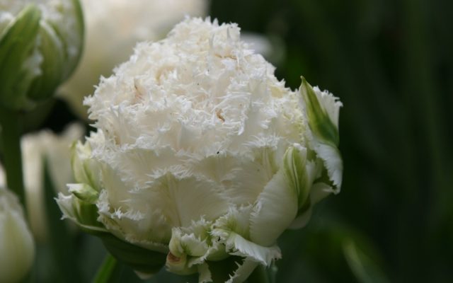 Сорт тюльпана «Сноу Кристал» (Tulipa 'Snow Crystal') очарует своими лепестками, покрытыми густым инеем