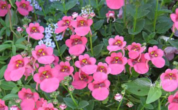 Диасция — правильный уход и выращивание