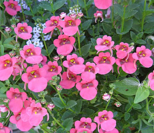 Диасция — правильный уход и выращивание