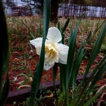 «Стэйнлесс» (Narcissus Large-cupped 'Stainless')