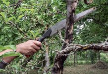 Как восстановить запущенные деревья и улучшить их вид?