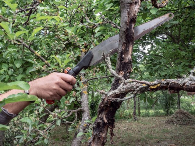 Как восстановить запущенные деревья и улучшить их вид?