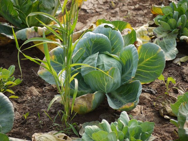 Белокочанная капуста (Brassica oleracea var. capitata) — самая привычная, которую принято делить по срокам созревания на раннюю, среднюю и позднюю Белокочанная капуста (Brassica oleracea var. capitata) — самая привычная, которую принято делить по срокам созревания на раннюю, среднюю и позднюю