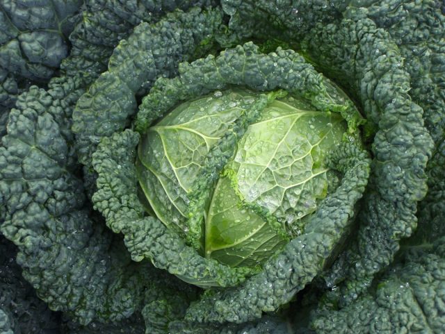 Савойская капуста (Brassica oleracea L. convar. capitata var. Sabauda) многим уже давно знакома и привычна, выращивание её тоже от белокочанной особо не отличается Савойская капуста (Brassica oleracea L. convar. capitata var. Sabauda) многим уже давно знакома и привычна, выращивание её тоже от белокочанной особо не отличается