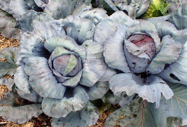 Краснокочанная капуста (Brassica oleracea var. capitata f. Rubra) Краснокочанная капуста (Brassica oleracea var. capitata f. Rubra)