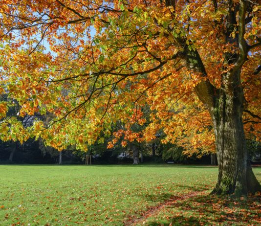 Красный дуб в саду — как вырастить величественного великана?