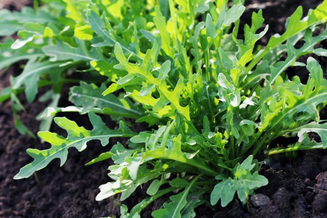Из представителей рода Индау (Eruca) используется рукола (Eruca vesicaria subsp. Sativa) с богатым острым вкусом