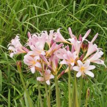 Ликорис чешуйчатый (Lycoris squamigera) Ликорис чешуйчатый (Lycoris squamigera)