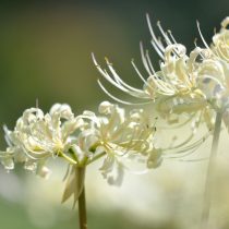 Ликорис белый (Lycoris albiflora) Ликорис белый (Lycoris albiflora)