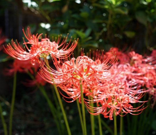 Паучьи лилии — всё о ликорисе лучистом