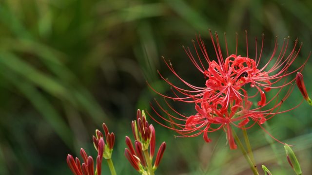Ликорис красный (Lycoris radiata) Ликорис красный (Lycoris radiata)