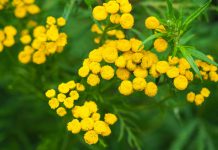 Пижма — декоративная, целебная и кулинарная