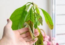 Почему гибнут комнатные растения? Список основных причин