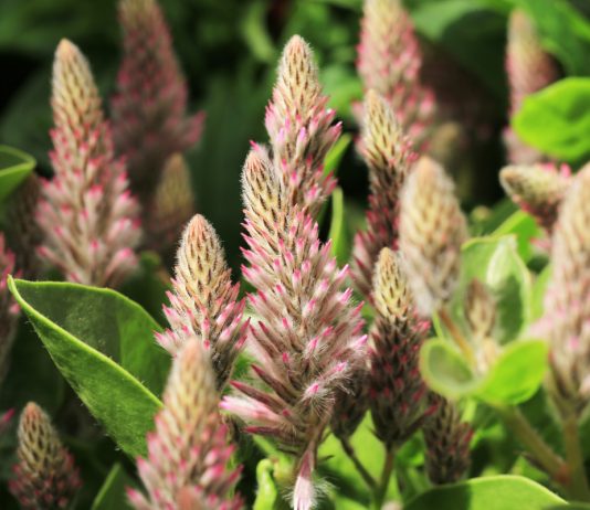 Птилотус — необычное растение для сада - Цветник и ландшафт Птилотус — необычное растение для сада