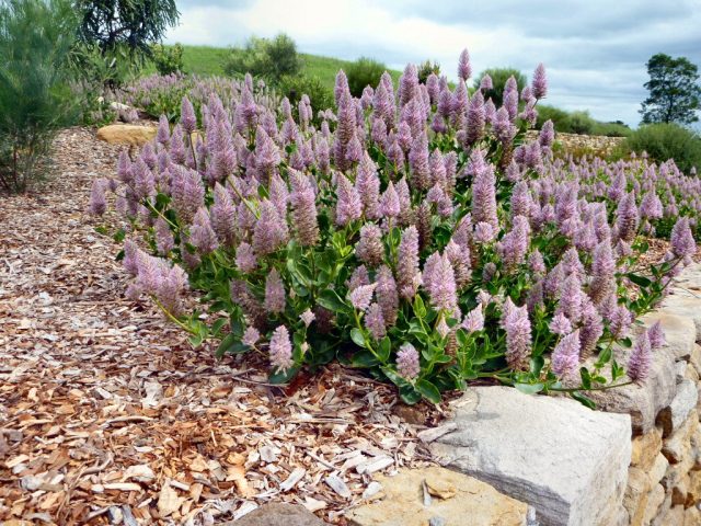 Птилотус «Джоуи» хорошо подходит для горшков и бордюров ©Gardening With Angus