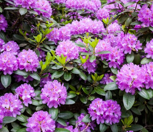 Рододендроны — нюансы выращивания в открытом грунте