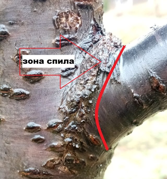 Спил выполняется по внешнему краю наплыва