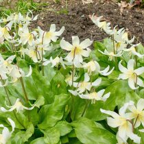 Печеночница азиатская сорта «Уайт Форест» (Hepatica asiatica 'White Forest')