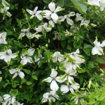 Сорт клематиса «Альба Лаксарианс» (Clematis ‘Alba Luxurians’) заинтригует садоводов своими зелеными прожилками на кончиках лепестков